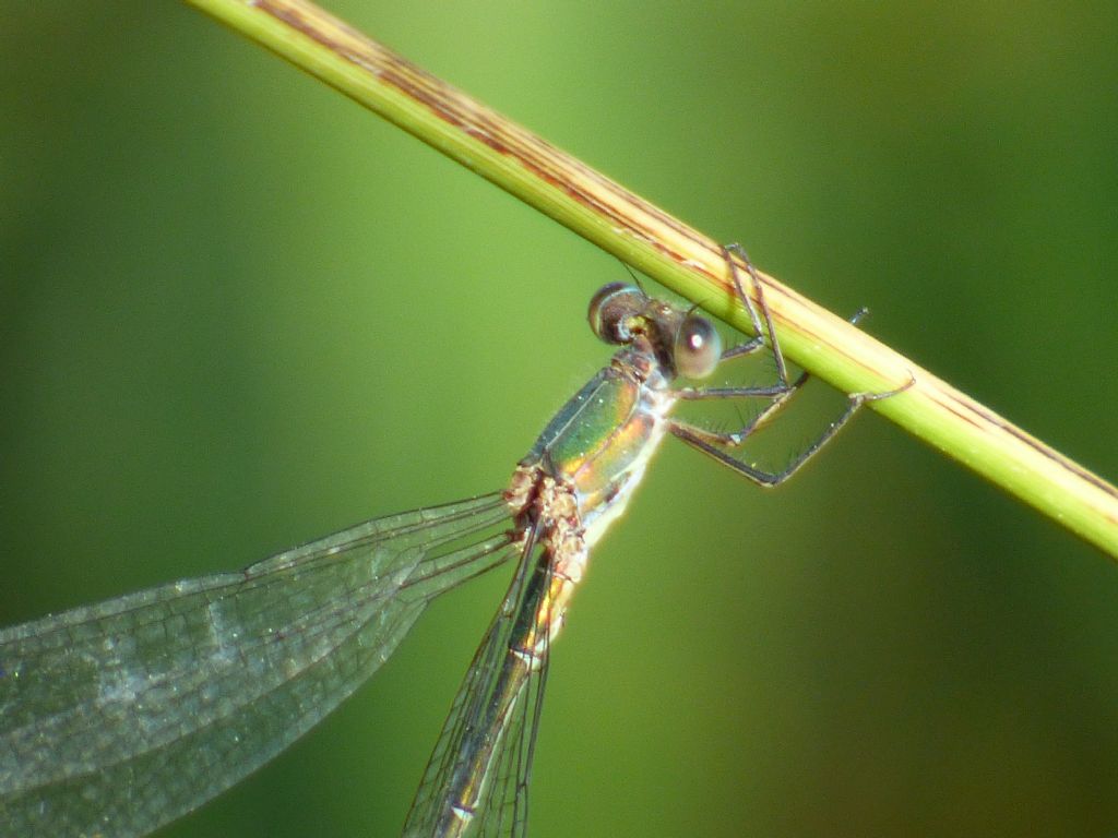 Lestidae: Chalcolestes viridis